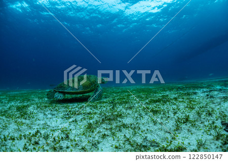 海龜和熱帶魚 122850147