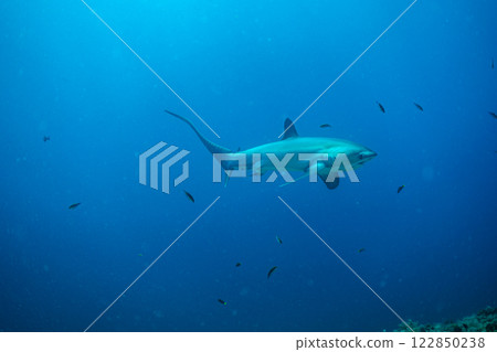優雅游動的鯊魚 優雅游動的鯊魚 122850238