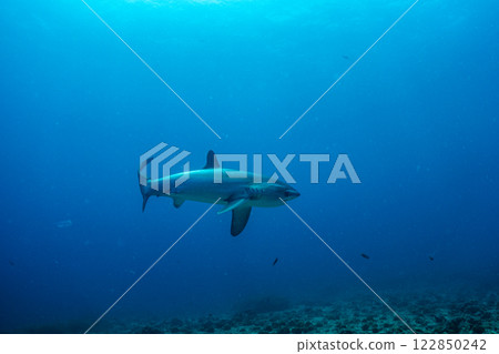 Shark that swims elegantly Shark that swims elegantly 122850242