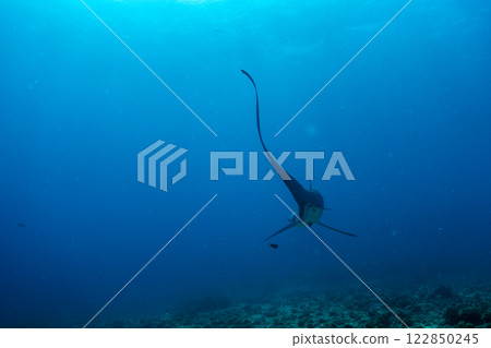 Shark that swims elegantly Shark that swims elegantly 122850245