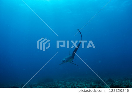 Shark that swims elegantly 122850246