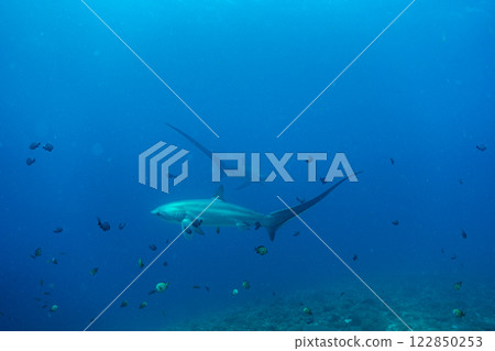 優雅游動的鯊魚 優雅游動的鯊魚 122850253