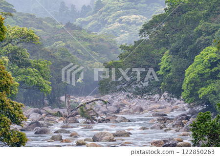 宮之浦川流域、屋久島、阿爾卑斯山近海的新綠色閃耀(春季) 宮之浦川流域、屋久島、阿爾卑斯山近海的新綠色閃耀(春季) 122850263