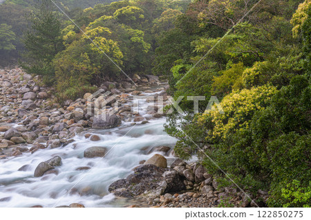 Fresh greenery shines in the Miyanoura River Valley, Yakushima, offshore Alps (Spring) 122850275