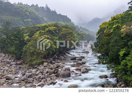River mist and fresh greenery in the Miyanoura River Valley, Yakushima, offshore Alps 122850276