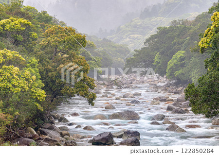 宮之浦川谷、屋久島、阿爾卑斯山近海的河霧與新綠 122850284
