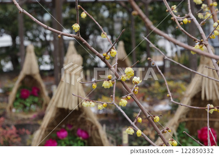 Wintersweet flowers (Higashi Ward, Nagoya City) 122850332
