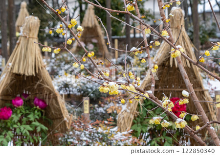 Winter plum flowers and winter peonies 122850340