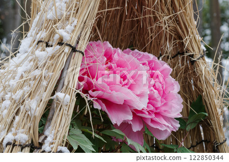 Pink winter peonies (Yatsuka no Kaori) in a snow-covered straw enclosure 122850344