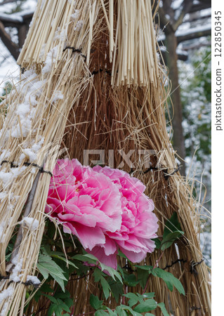 粉紅冬牡丹（八束薰）在白雪覆蓋的稻草圍欄中 122850345