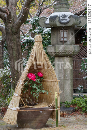 稻草圍欄中的紅色冬季牡丹花（美麗的裝飾） 122850347