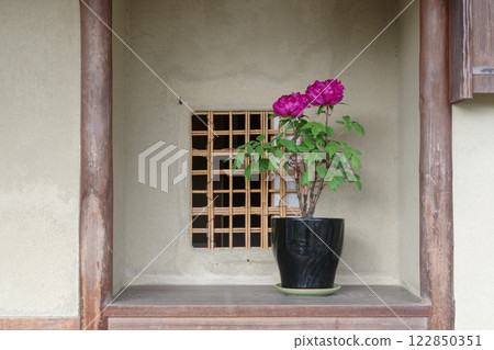 古屋牡丹花（新國色） 122850351