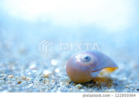 White Seashell 122850364