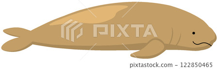 northern elephant seal 122850465