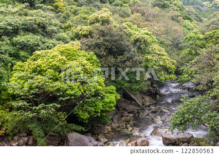 Spring in the Yakushima Offshore Alps (April) - A tributary of the Miyanoura River with fresh green leaves 122850563