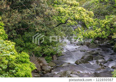 河霧與新綠，宮之浦川支流，屋久島，阿爾卑斯山近海 122850567