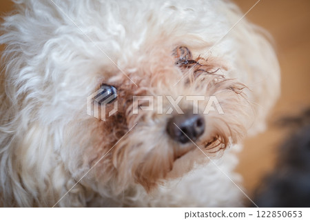 Looking toy poodle 122850653