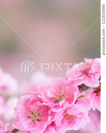 A close-up of soft, bright and gorgeous peach blossoms 122850898