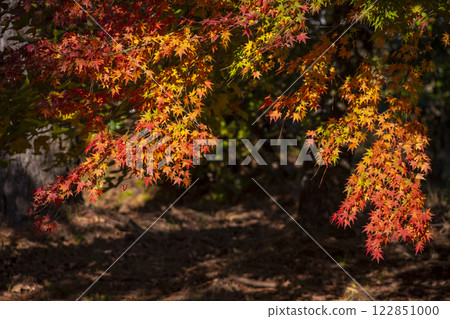 Autumn leaves 122851000
