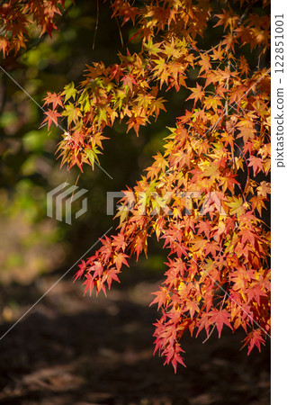 Autumn leaves 122851001