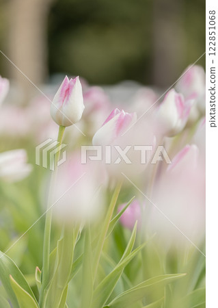 Tulips at Funabashi Andersen Park 122851068