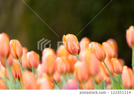 Tulips at Funabashi Andersen Park 122851114