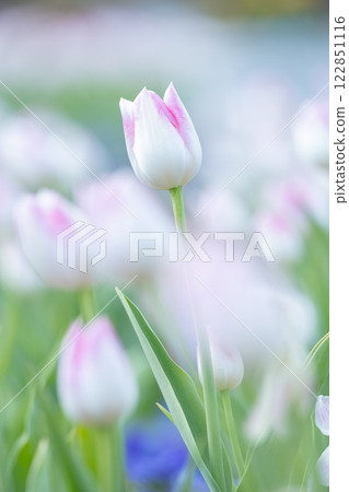 Tulips at Funabashi Andersen Park Tulips at Funabashi Andersen Park 122851116