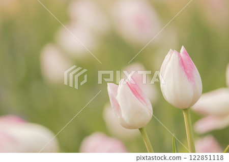 Tulips at Funabashi Andersen Park Tulips at Funabashi Andersen Park 122851118