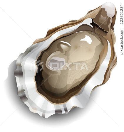 Realistic Oyster Vector Illustration 122851224