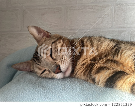 Young cute bengal cat laying on a soft blanket Young cute bengal cat laying on a soft blanket 122851359