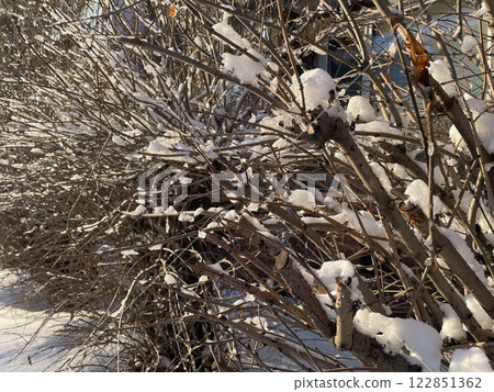 White snow on a bare tree branches on a frosty winter day, close up. White snow on a bare tree branches on a frosty winter day, close up. 122851362
