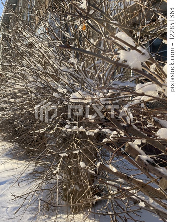 White snow on a bare tree branches on a frosty winter day, close up. White snow on a bare tree branches on a frosty winter day, close up. 122851363