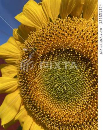 Bee gathering pollen on sunflower, close up. Bee gathering pollen on sunflower, close up. 122851364