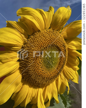 Bee gathering pollen on sunflower, close up. 122851365
