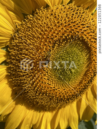 Bee gathering pollen on sunflower, close up. Bee gathering pollen on sunflower, close up. 122851366