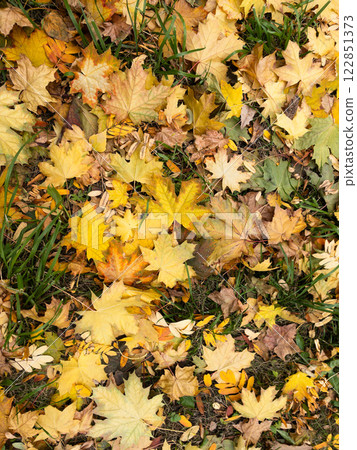 Background of yellow and green fallen maple leaves Background of yellow and green fallen maple leaves 122851373