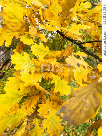 Background of yellow and green oak leaves on the tree Background of yellow and green oak leaves on the tree 122851388