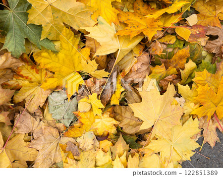 Background of yellow and green fallen maple leaves 122851389
