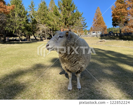 sheep  122852224