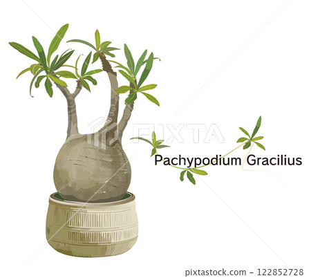 Illustration of a pachypodium in a pot, pachypodium gracilis, bizarre plant, plant 122852728