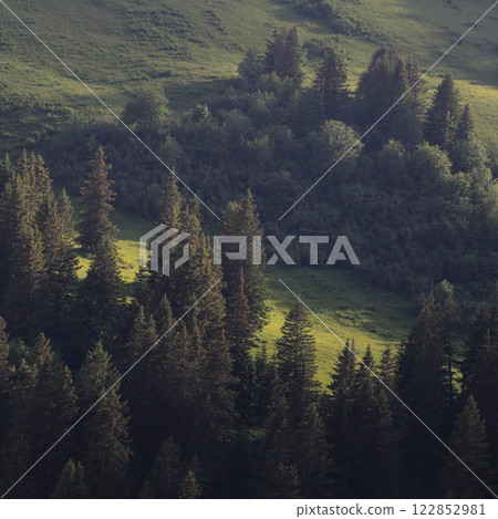 Bright green mountain meadow and pine forest. Bright green mountain meadow and pine forest. 122852981