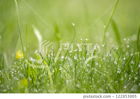 Serene Morning Dew on Lush Grass with a Soft Focus Background 122853005