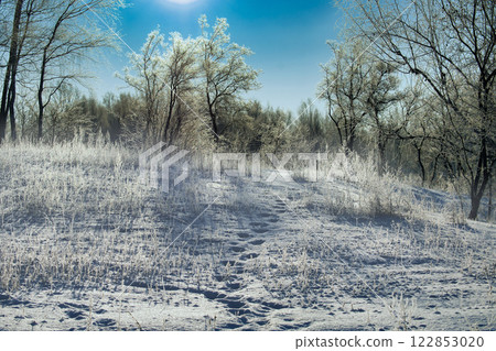 Serene Winter Landscape with Snow-Covered Trees and Pristine Blue Sky Serene Winter Landscape with Snow-Covered Trees and Pristine Blue Sky 122853020