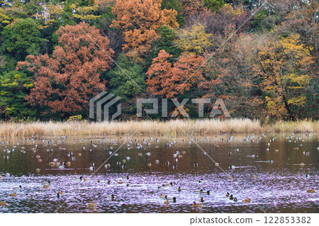 Kamoike Pond is a lively wintering ground for migratory birds Kamoike Pond is a lively wintering ground for migratory birds 122853382
