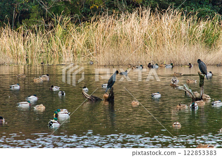 Kamoike Pond is a lively wintering ground for migratory birds Kamoike Pond is a lively wintering ground for migratory birds 122853383