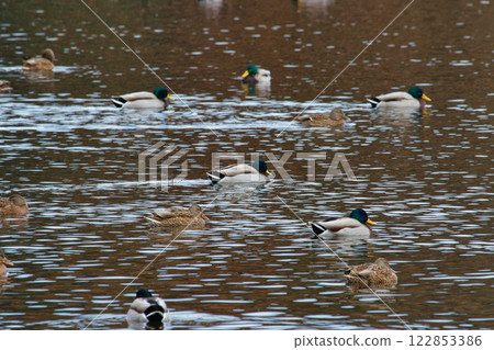Kamoike Pond is a lively wintering ground for migratory birds Kamoike Pond is a lively wintering ground for migratory birds 122853386