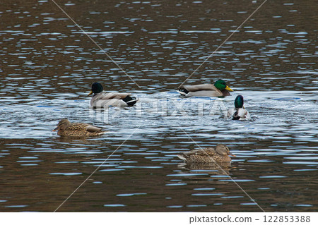 Kamoike Pond is a lively wintering ground for migratory birds Kamoike Pond is a lively wintering ground for migratory birds 122853388
