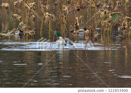 Kamoike Pond is a lively wintering ground for migratory birds Kamoike Pond is a lively wintering ground for migratory birds 122853400