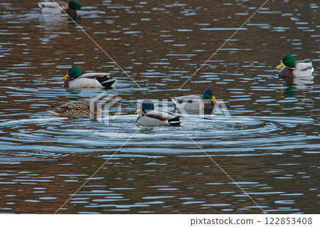 Kamoike Pond is a lively wintering ground for migratory birds Kamoike Pond is a lively wintering ground for migratory birds 122853408