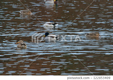 Kamoike Pond is a lively wintering ground for migratory birds Kamoike Pond is a lively wintering ground for migratory birds 122853409